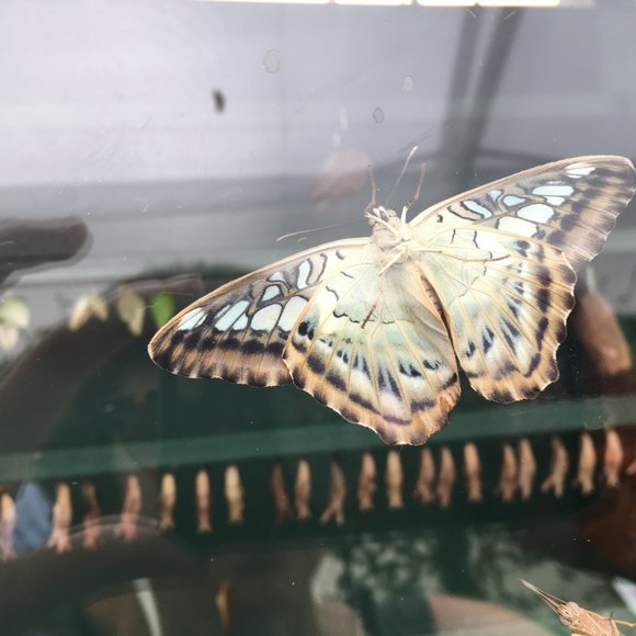 Meet your Posher, L - Picture 1 of 2